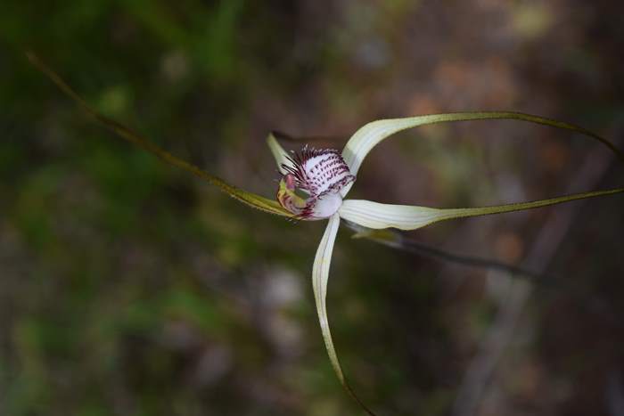 Caladenia - Orchid-spider-0019.JPG